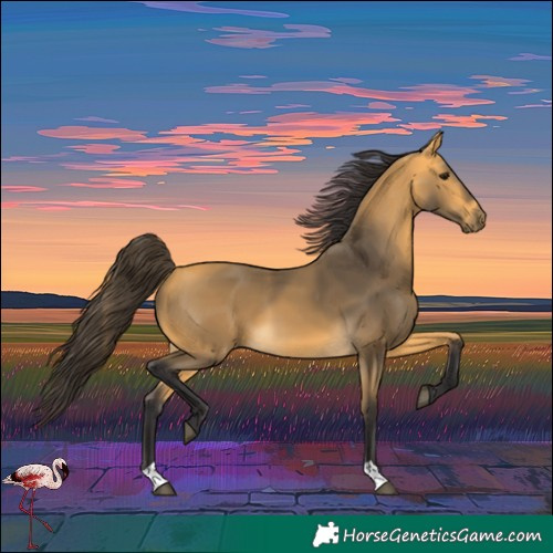 Horse Color:Buckskin 