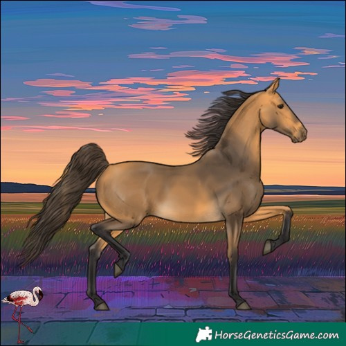 Horse Color:Buckskin