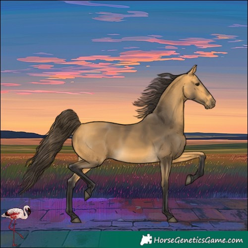 Horse Color:Buckskin 