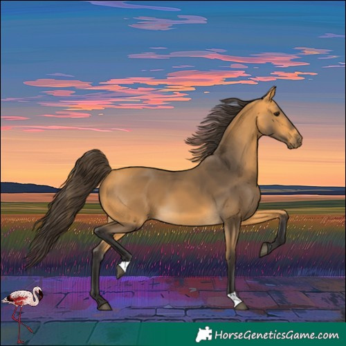 Horse Color:Buckskin 