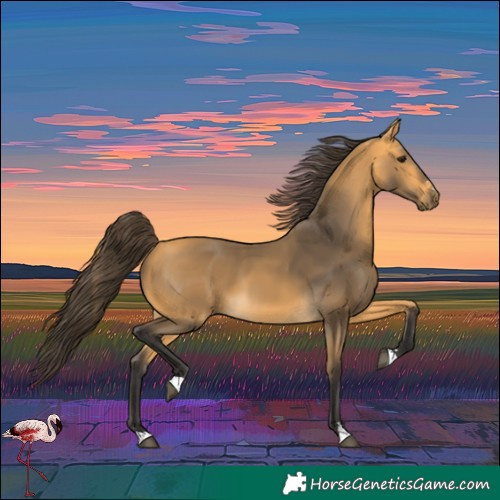 Horse Color:Buckskin