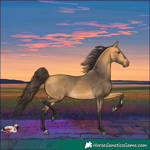 Horse Color:Buckskin 