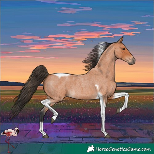 Horse Color:Bay Roan Tobiano