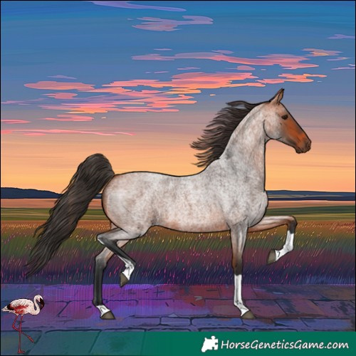 Horse Color:Bay Roan Tobiano