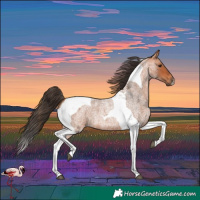 Horse Color:Bay Roan Tobiano