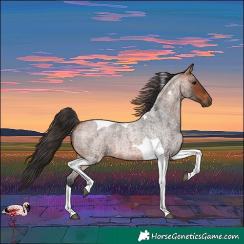 Horse Color:Bay Roan Tobiano 