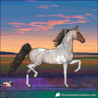 Horse Color:Bay Roan Tobiano 
