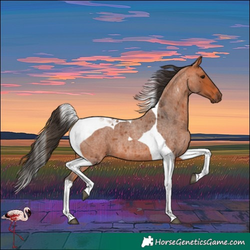 Horse Color:Bay Roan Tobiano 