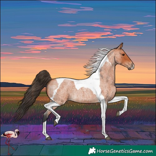 Horse Color:Bay Roan Tobiano