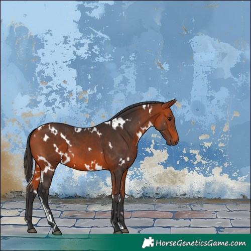 Horse Color:White Spotted Bay