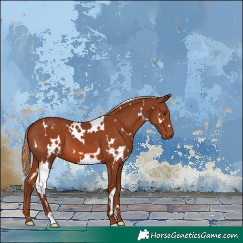 Horse Color:White Spotted Chestnut
