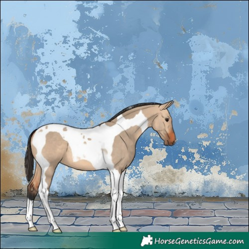 Horse Color:Bay Dun Tobiano 