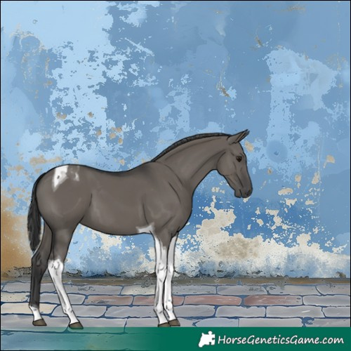 Horse Color:Grullo Tobiano