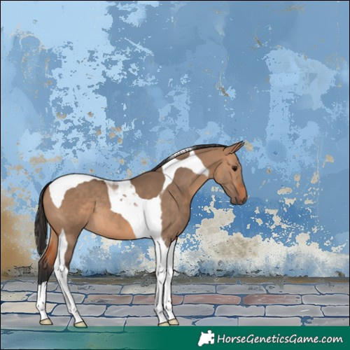 Horse Color:Bay Dun Tobiano 
