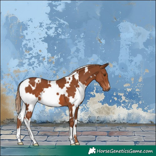 Horse Color:White Spotted Chestnut