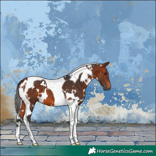 Horse Color:White Spotted Bay Tobiano