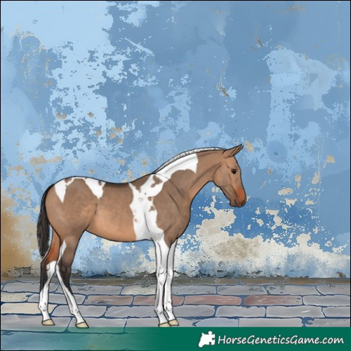 Horse Color:Bay Dun Tobiano 