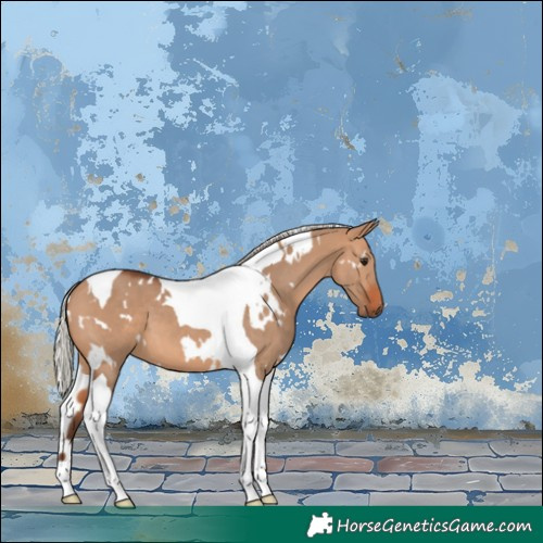 Horse Color:White Spotted Silver Bay Dun Tobiano