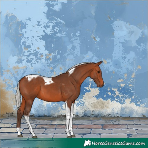 Horse Color:Silver Brown Tobiano