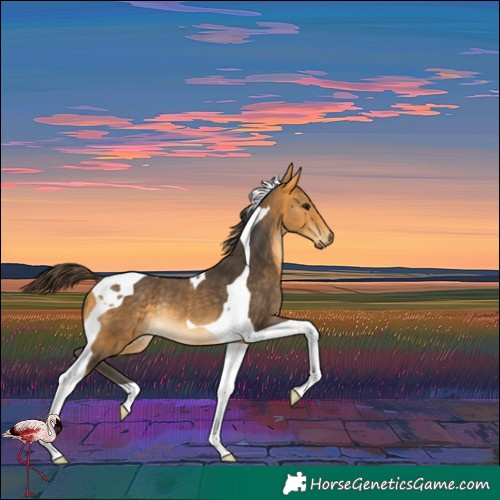 Horse Color:Buckskin Tobiano Rabicano
