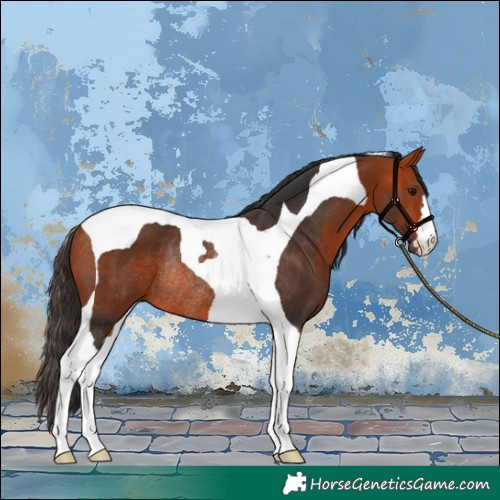 Horse Color:Bay Tobiano Rabicano
