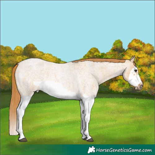 Horse Color:Red Dun Roan Splash Frame Rabicano