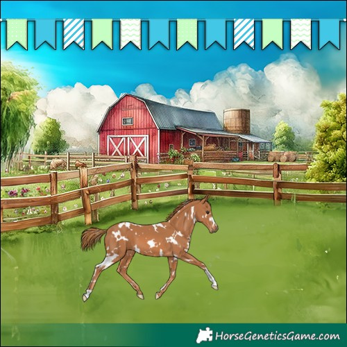 Horse Color:White Spotted Chestnut 