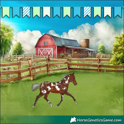 Horse Color:White Spotted Silver Bay 