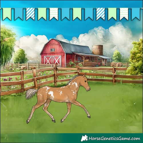 Horse Color:White Spotted Palomino 