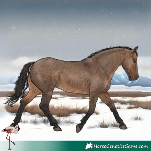 Horse Color:Brown Dun