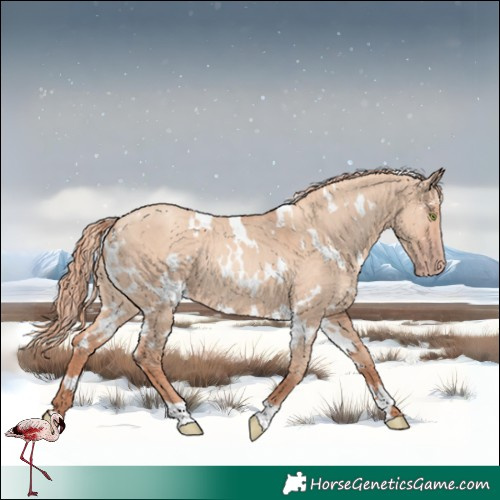 Horse Color:White Spotted Gold Champagne Dun 
