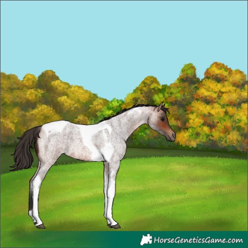 Horse Color:Bay Roan Tobiano 