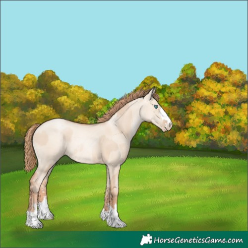 Horse Color:Gold Champagne Pearl Dun Rabicano and Gold Champagne Pearl Dun Rabicano
