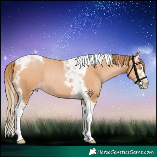 Horse Color:Bay Pearl Splash Tobiano Rabicano 
