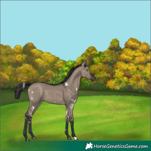Horse Color:White Spotted Brown Dun 