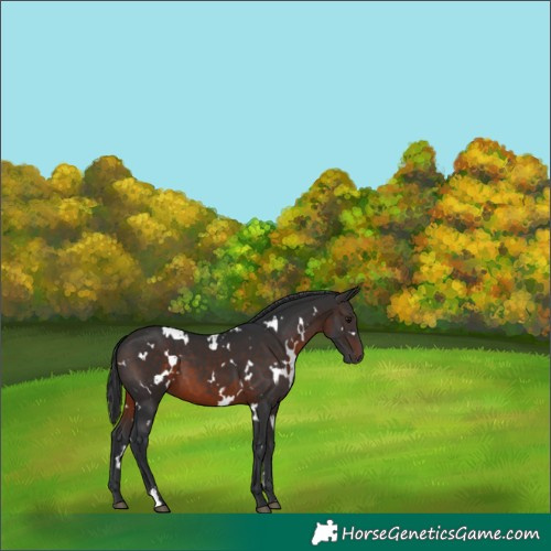 Horse Color:White Spotted Brown 
