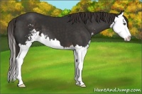 Horse Color:Liver Chestnut Sabino Splash 