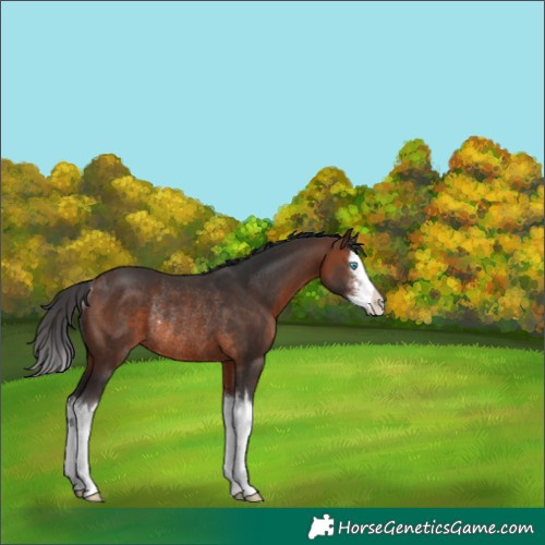 Horse Color:Brown Sabino Splash Rabicano 