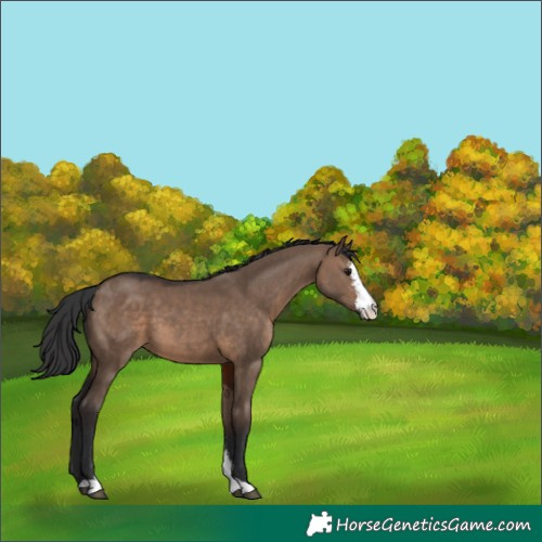 Horse Color:Brown Dun Sabino 