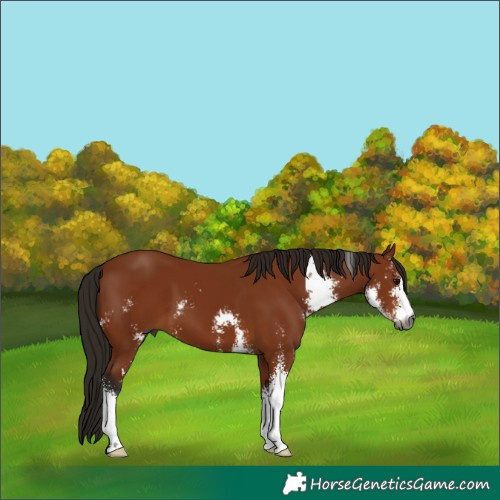 Horse Color:Gray Bay Sabino 