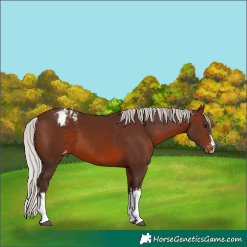 Horse Color:White Spotted Silver Brown Varnish 