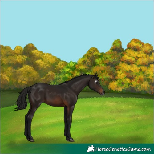 Horse Color:Gray Bay