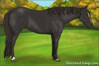 Horse Color:Liver Chestnut Sabino 