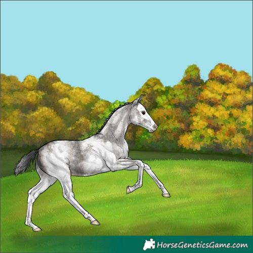 Horse Color:White Spotted Grullo Splash Rabicano