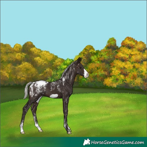 Horse Color:Powder White Silver Brown Frame Blanket