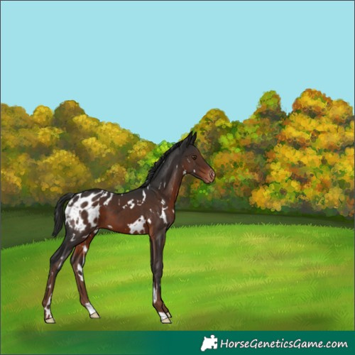 Horse Color:White Spotted Liver Chestnut Blanket 