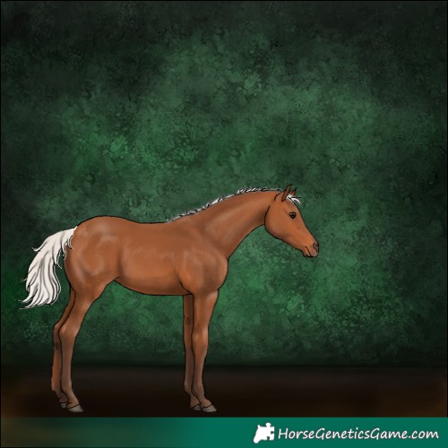 Horse Color:Silver Bay