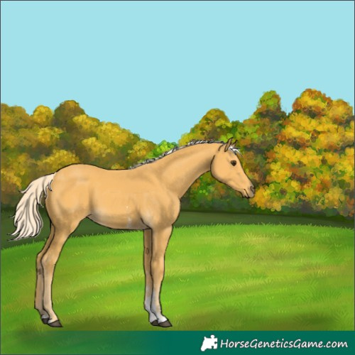 Horse Color:Palomino Sabino 