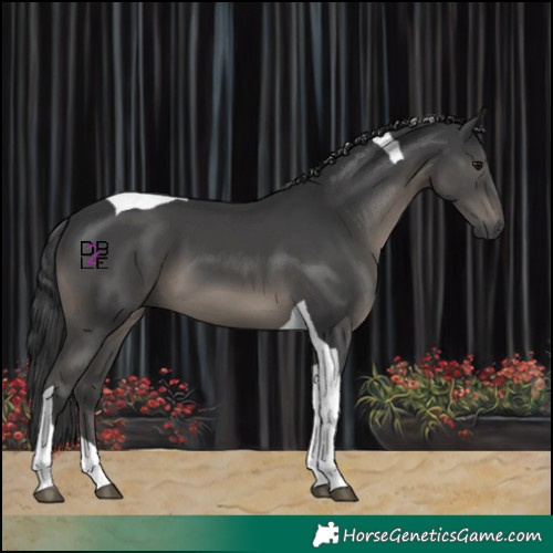 Horse Color:Black Tobiano
