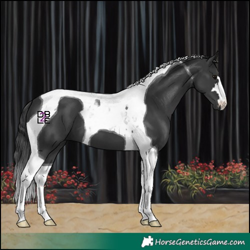 Horse Color:Black Tobiano 